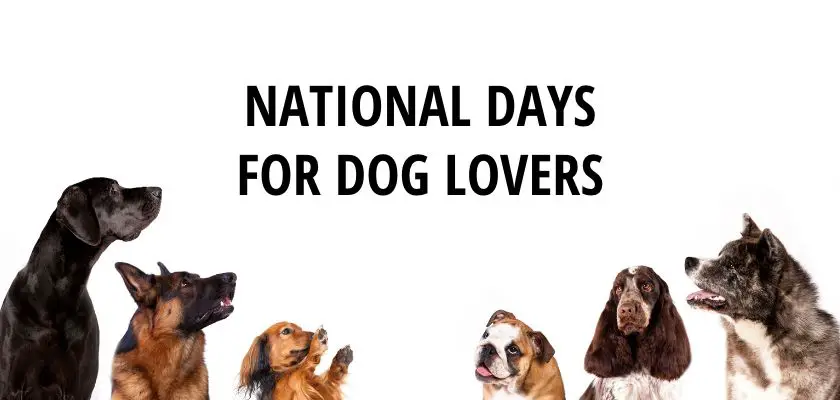 Complete List of National Days for Dog Lovers