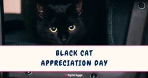 Black Cat Appreciation Day