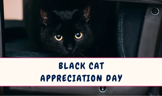 Black Cat Appreciation Day