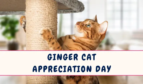 Ginger Cat Appreciation Day