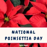 National Poinsettia Day