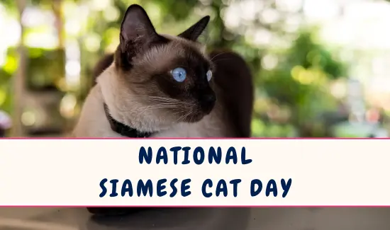 National Siamese Cat Day