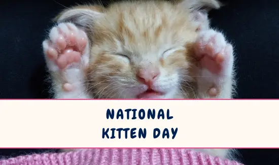 National Kitten Day in July