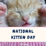 National Kitten Day