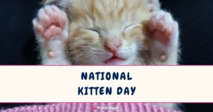 National Kitten Day