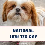 National Shih Tzu Day